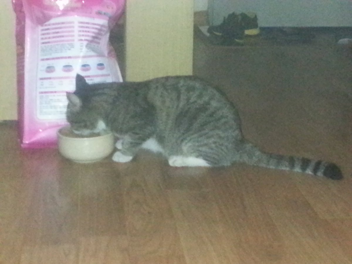 한국나이4살 얼마나 살려나ㅎ