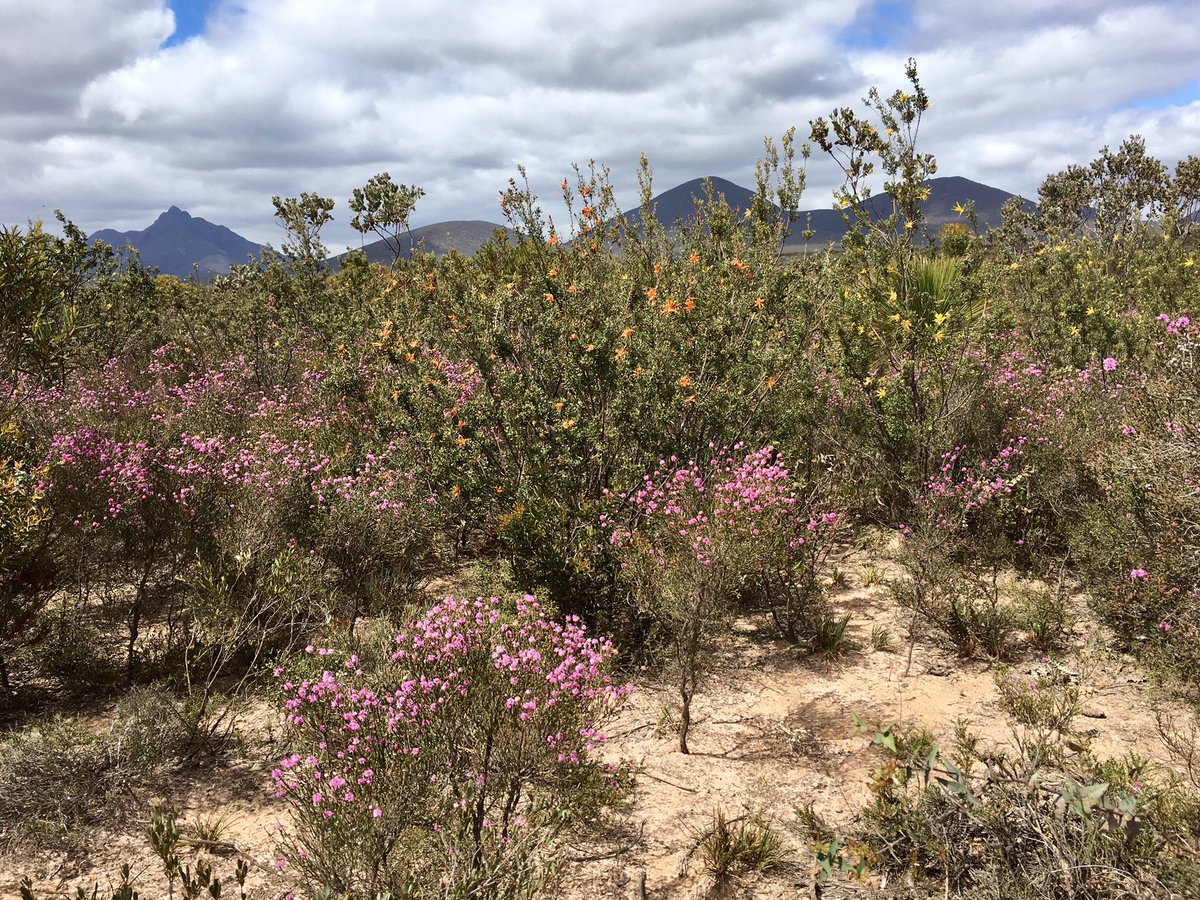 BarrattPlaxy's tweet photo. sWAmpy Harriers -admiring the flowers &amp; Western Spinebill @Stirling Ranges #WATwitchathon #nationaltwitchathon https://t.co/iHU2ZQ4L7F