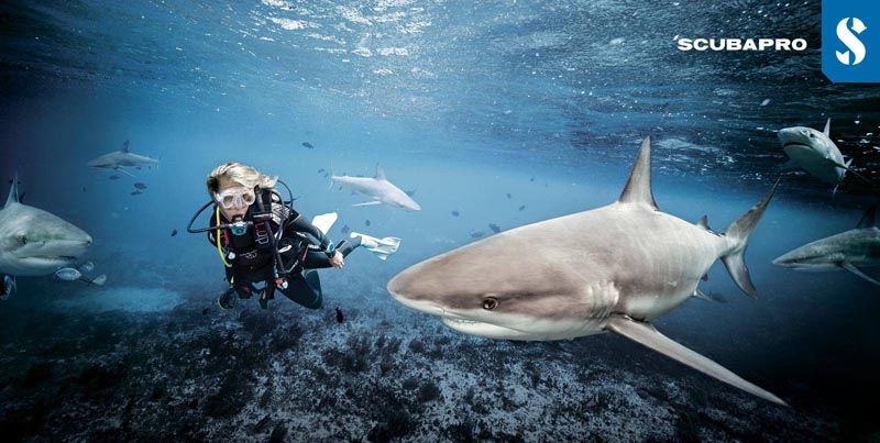 Diveguidecom's tweet photo. ScubaPro - https://t.co/7RVPLiQXzW https://t.co/azVKkAs2op