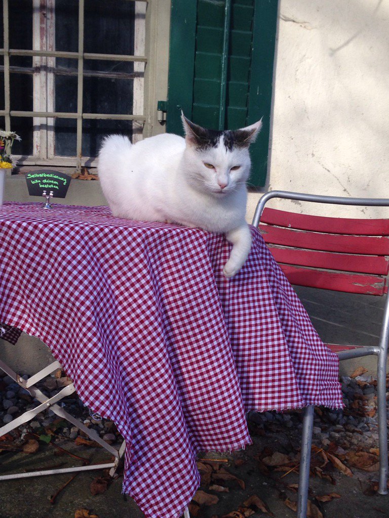 SOndraschek's tweet photo. Swiss restaurant cat gets 10/10 for zen approach to waiting on tables @thecatreviewer #catnap #sunnyspell https://t.co/2ouEsuRSY2