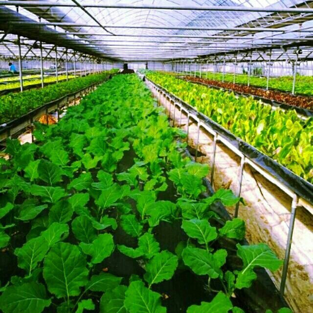 안녕 하세요?
깜꼬기에요.

친환경 무농약 모듬 쌈채소
정상 출하 됩니다.

1키로 1박스 (9-10가지 모듬)
13.000원 무료배송

☎ 010-4939-1147