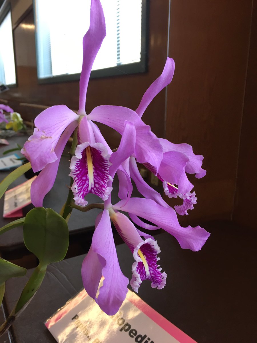 ThreeTabbies's tweet photo. Attended my first #CVIOS meeting today. Nice presentation and plant sales by Pepe of Ecuagenera and a gorgeous show table. https://t.co/wxy5XmPpVa