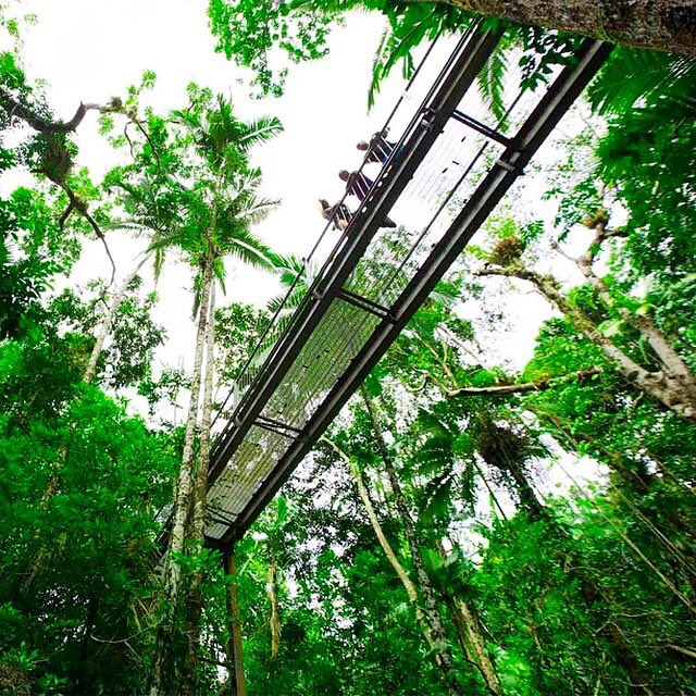A birds' eye perspective on the rainforest at Daintree Discovery Centre 🍃👌🏻