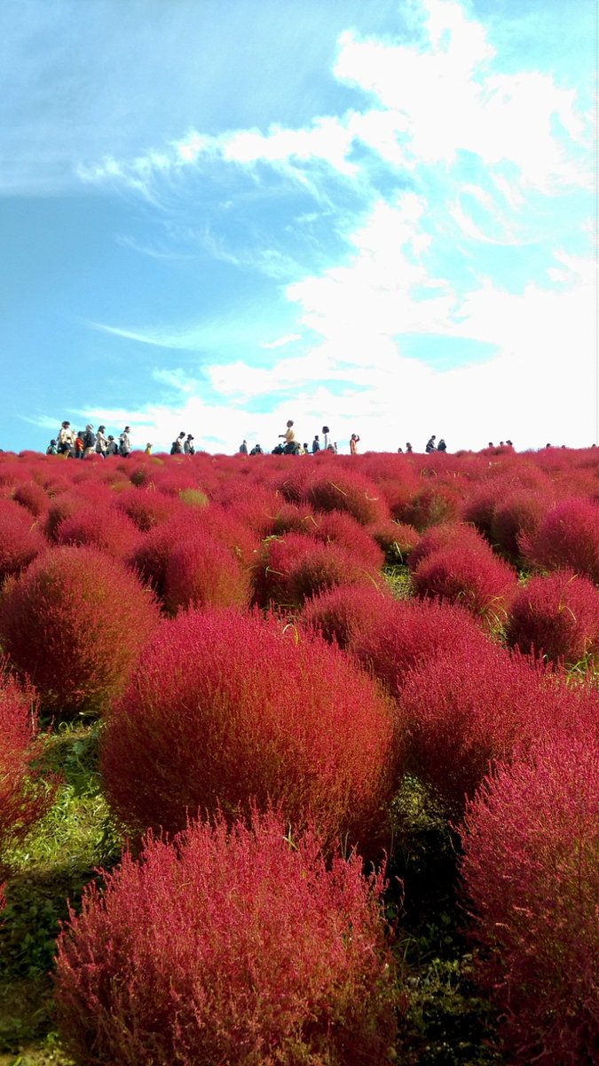 コキアカーニバル