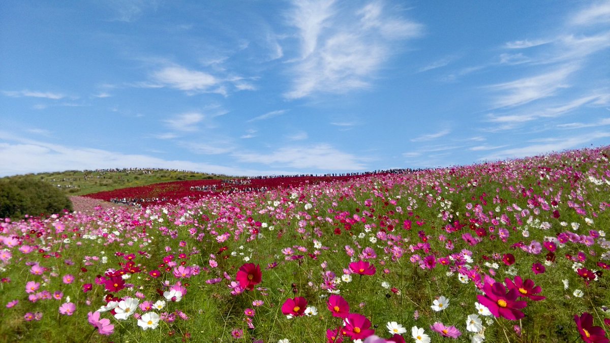 コキアカーニバル