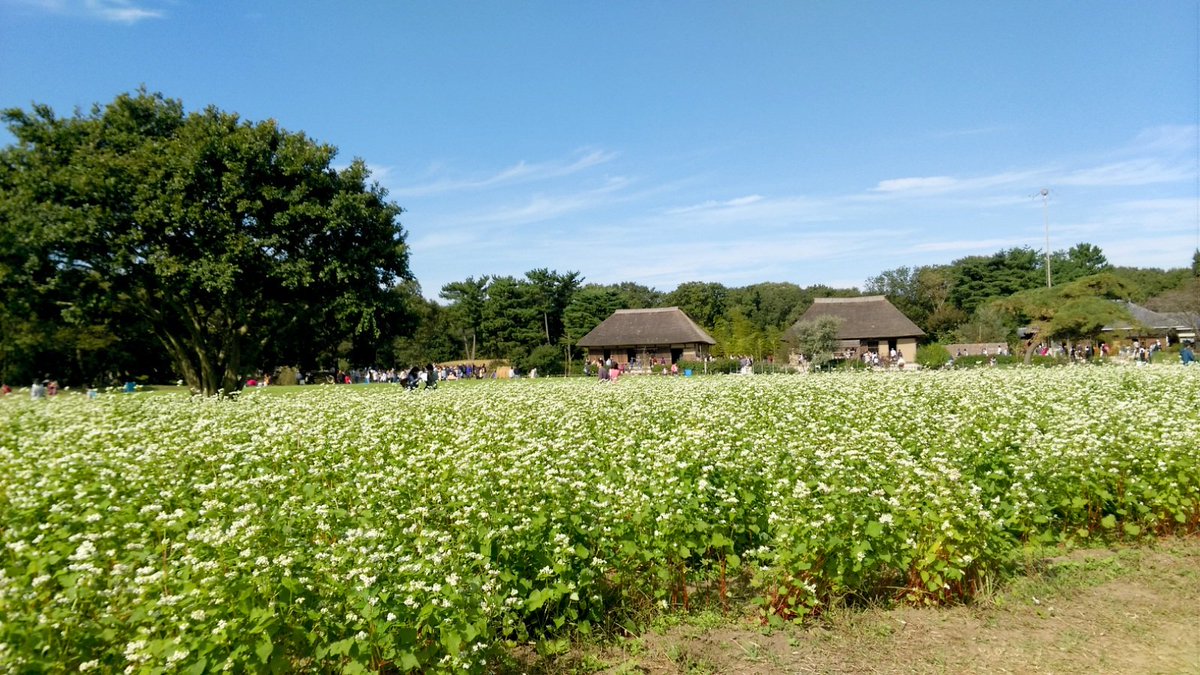 コキアカーニバル