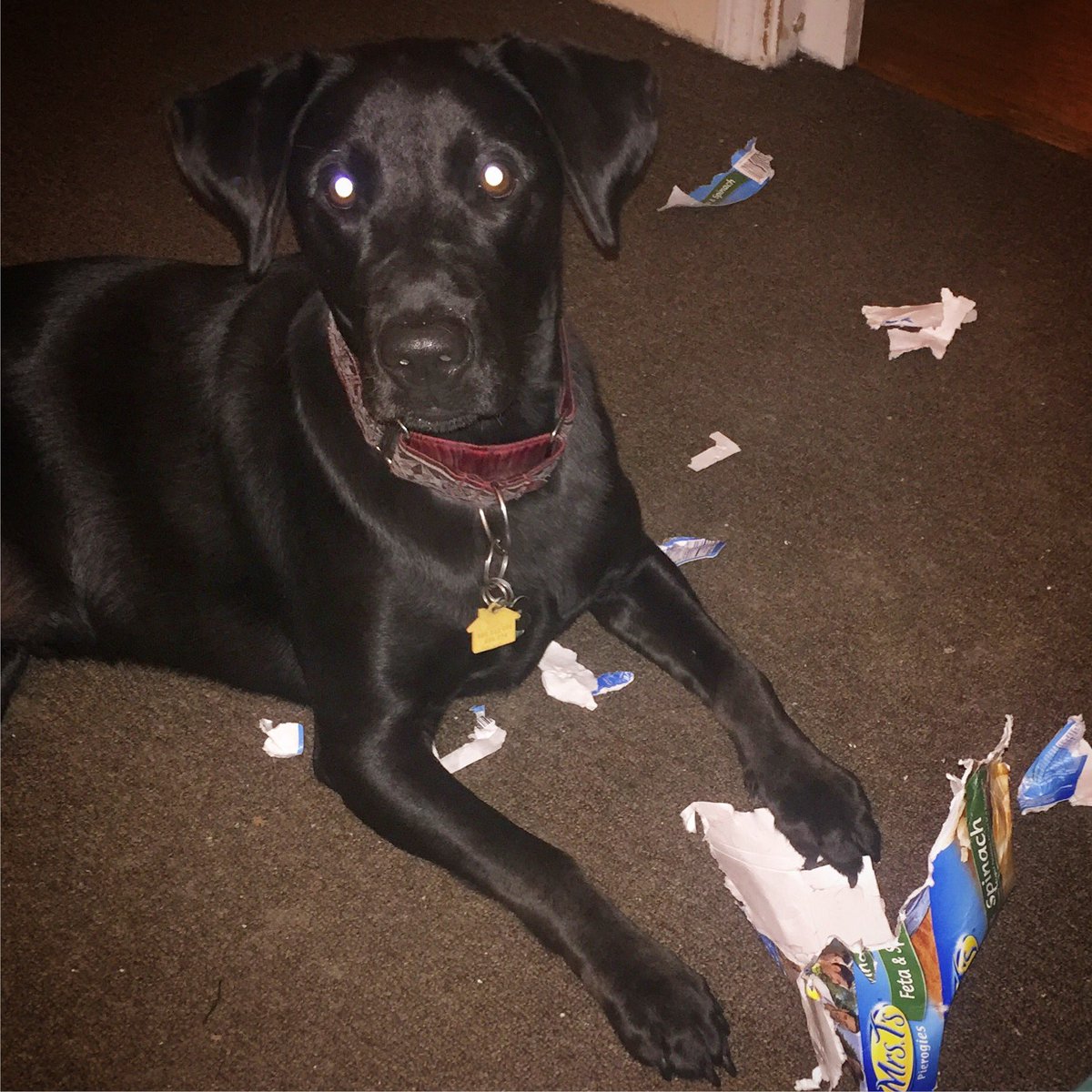 derpydogVT's tweet image. What? You didn&apos;t need that, right? #dogsoftwitter