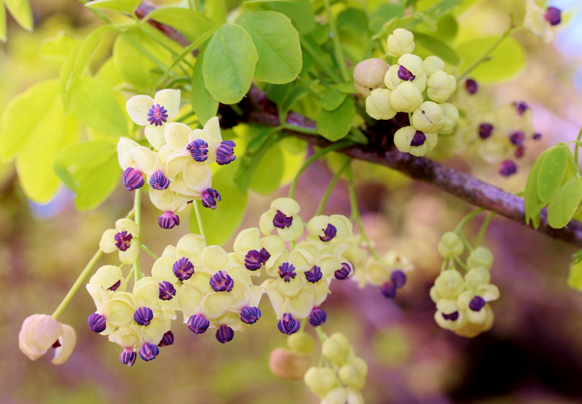 O Xrhsths 花 Sto Twitter 10月23日花 アケビ 花言葉 才能 つる性の植物 果肉は甘く食べられる ココ シャネル 天分は 持って生まれるもの 才能 は 引き出すものよ マイケル ジョーダン 誰もが 才能 を持っている でも能力を得るには努力