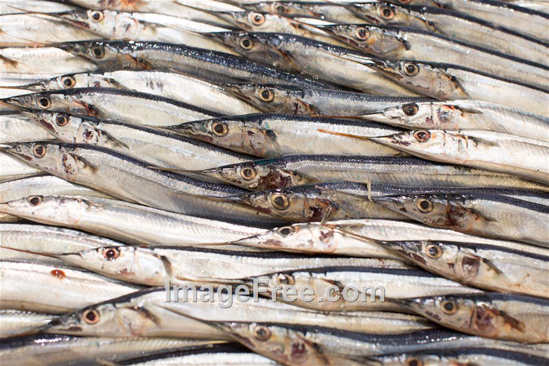 Fish at the street market ImageFree.com #photos #Free #Images #fotos #photography #photo #Public #Domain #download #stockphotos