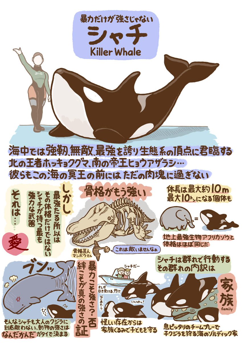 つぶやきいきもの図鑑 No.24 「シャチ」 