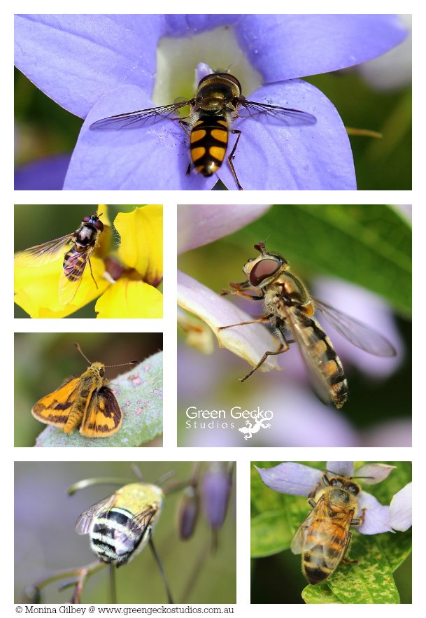 MoninaGilbey's tweet image. Insects loving life in Green Gecko Studios' @HoldfastBay Civic Centre Native Garden. #insectlife #biodiversity