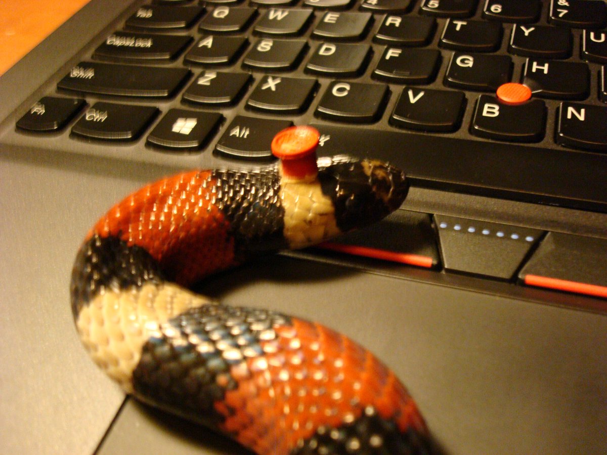 topmahof's tweet photo. Yay! Box of goodies from @yuszela and #LenovoIN Thank you. #ThinkSnake thanks you for his new #Thinkhats, they are perfect @LenovoANZ https://t.co/O6UyLbzvAB
