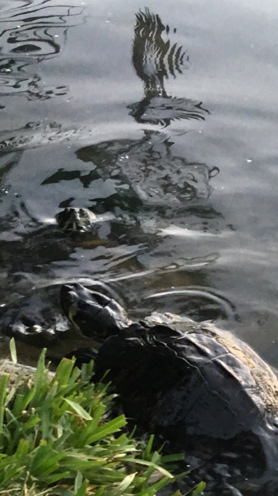 DianeEarnhardt's tweet photo. #TurtleFeeding π’π΄Ms Margie is sharing leftoversπ΄π’π’ππ΄π’ https://t.co/AOx8Dyevkh