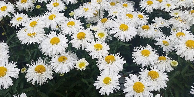 Flickr's tweet photo. What's your favorite flower? Why? https://t.co/ZxzYDzkxnB #daisy #flowers #floral #fleur https://t.co/MOXOZFoKQX