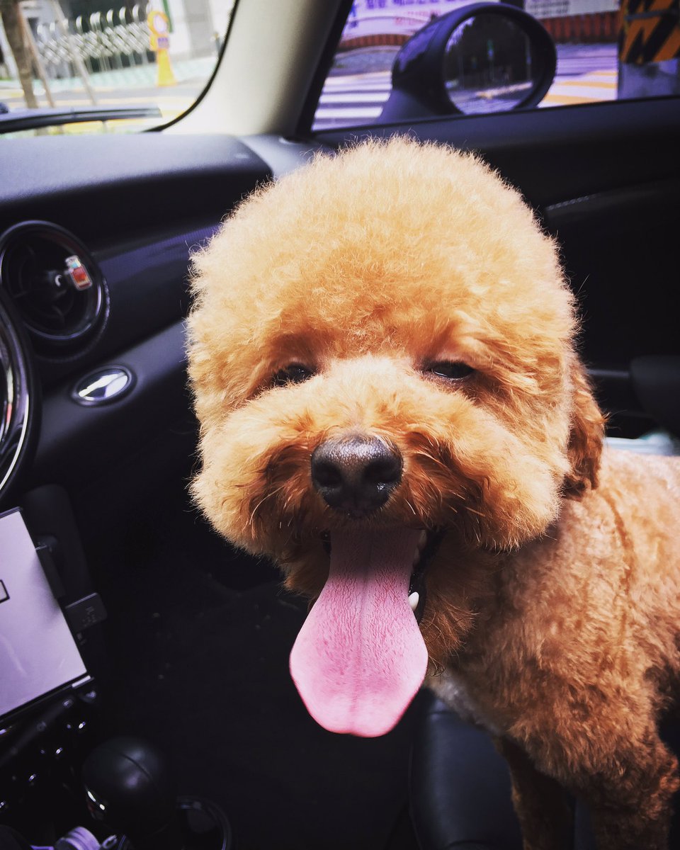 bobby_kang's tweet photo. 오랜만에 쵸파 미용했어요!!
귀요미 우리 쵸파🐾
즐거운 주말 보내세요😜 https://t.co/1QOKbsrqzZ