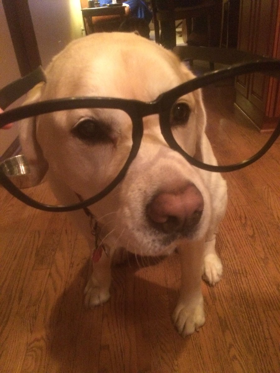 Connor_HM's tweet image. My mom dressed my dog up as Harry Caray and I'm going to die 😂😂😂