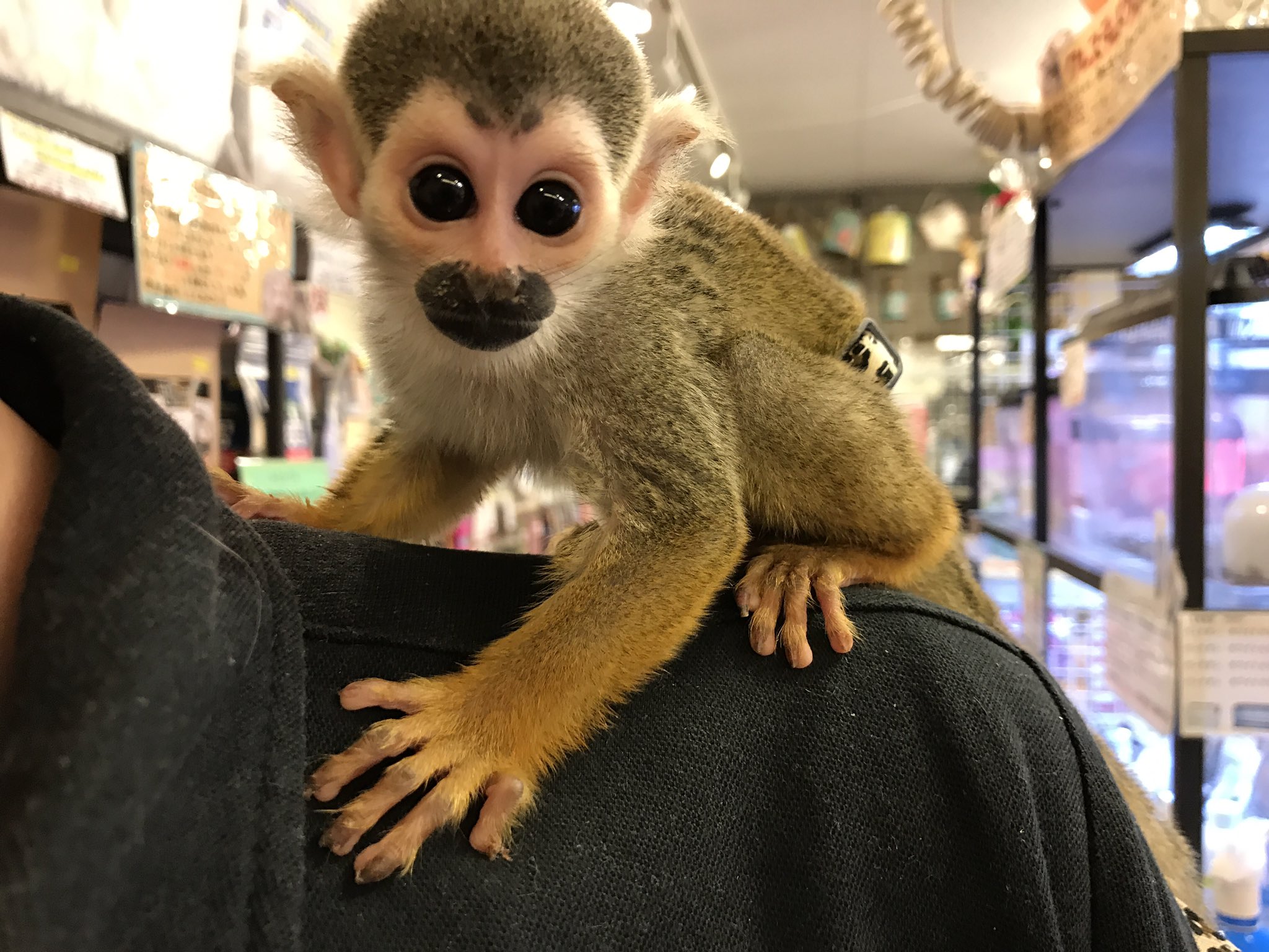 Twitter 上的 ペットショップ 熱帯倶楽部 吉祥寺店 お店に来て約1週間 まだ少し緊張はしていますが 日に日に懐いて来てくれています ベッタベタになると思いますので是非一度会いに来てください お問い合わせはこちら 0422 27 6391 熱帯倶楽部 吉祥寺 サル
