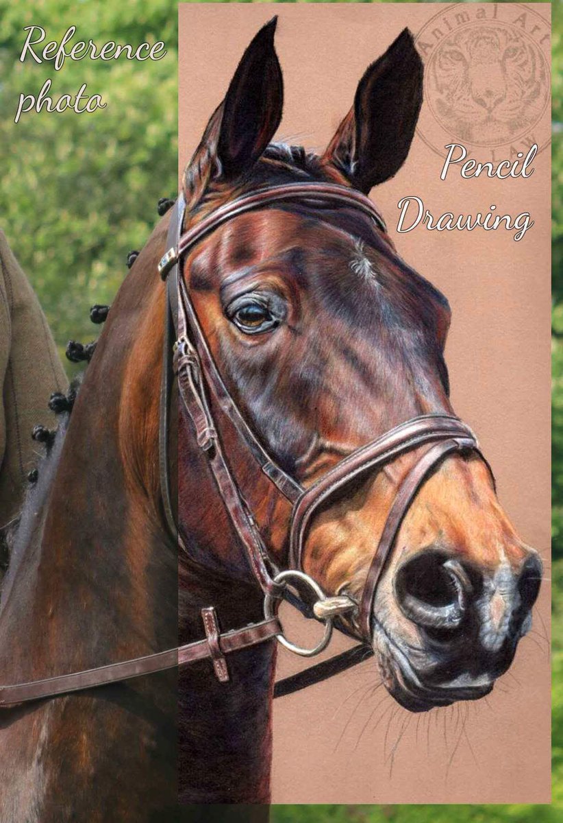 Cowboy's reference v pencil drawing comparison pic #fabercastell #coloredpencil #horses #horselovers #artist #drawing