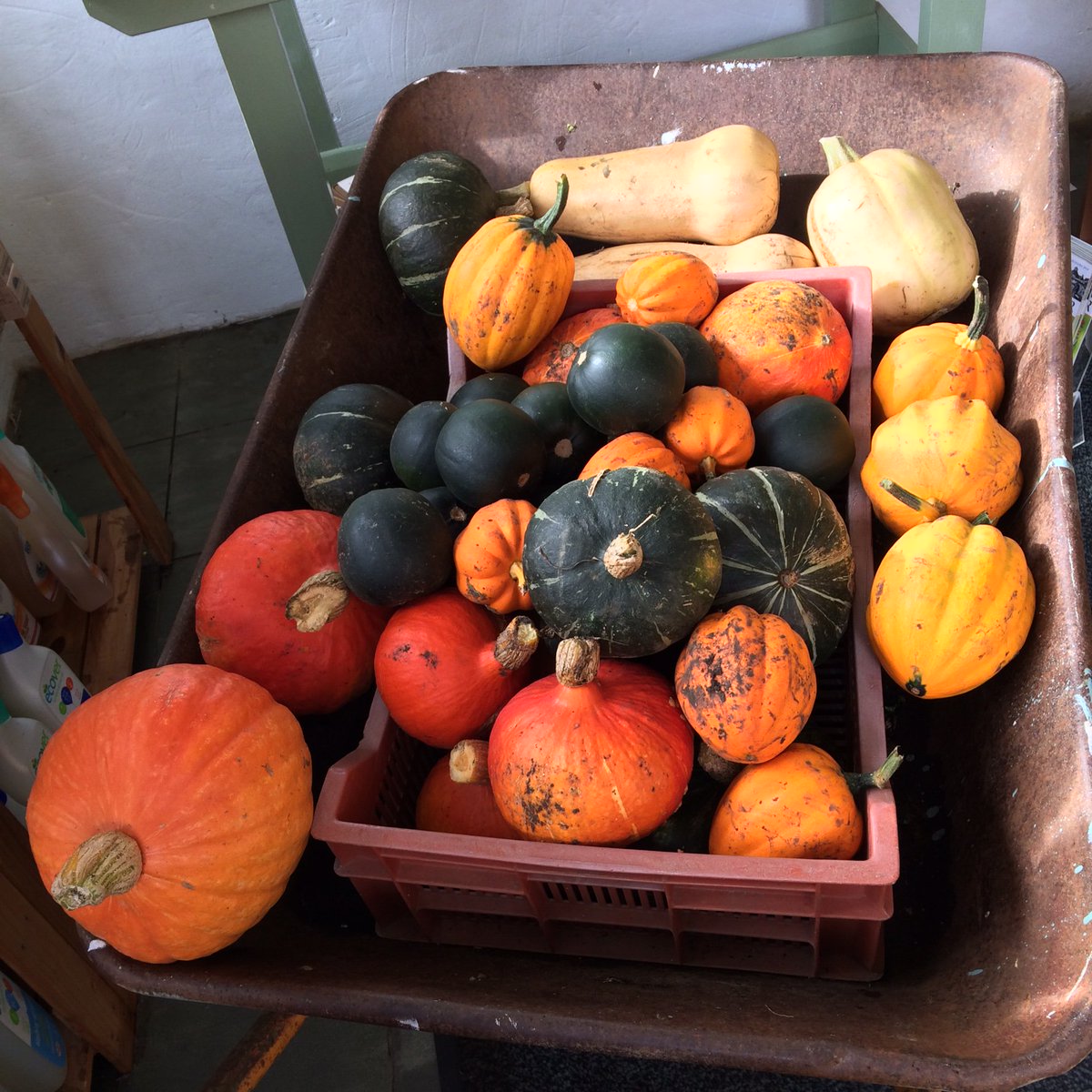 GoldhillOrganic's tweet photo. 🎃Surprising new seasonal treats in our delicious Dorset veg boxes: https://t.co/iWFwN9AmDX #shoplocal https://t.co/01q23M6OBP