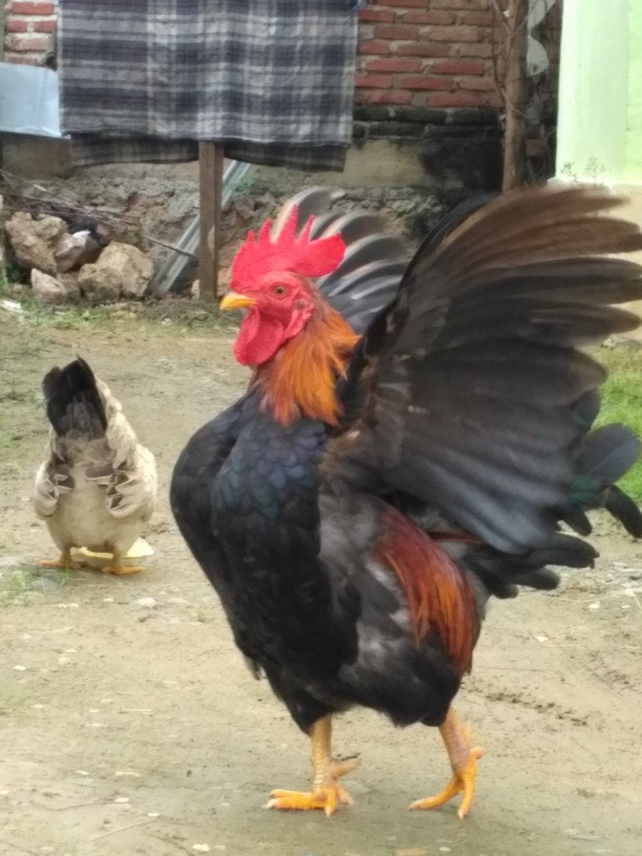 Alan_Farlan_'s tweet photo. Mencari kebugaran tumbuh https://t.co/X8krYOqQpf