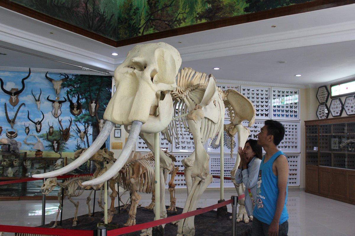 arieselly30's tweet photo. yang ini adalah fosil dari gajah, Rahmat Gallery Medan @campinaicecream #HulaTripMedan https://t.co/bGjxahY3lH