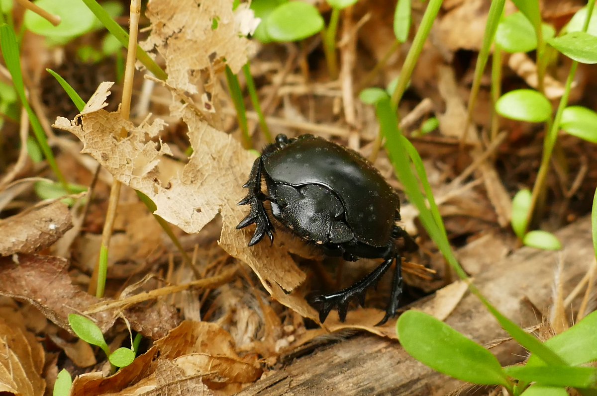 infalyble's tweet photo. Precioso encuentro con #escarabajo #coleóptero #valledelgenal #vallegenal #otoño #falisa
🌹🐝🍂🌷🐜🍁🍃
🌹🐝🍂🌷🐜🍁🍃 https://t.co/by65iKZ1sP