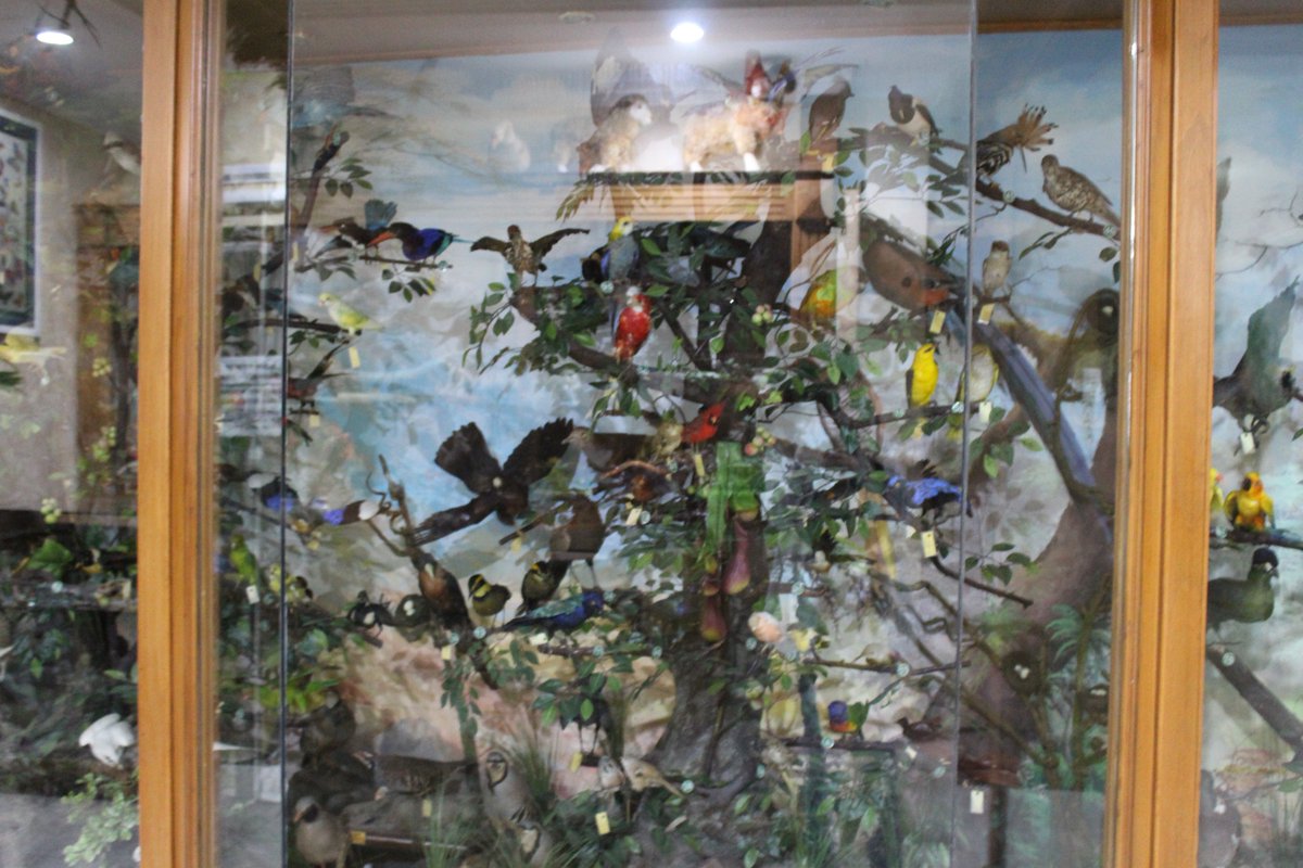 arieselly30's tweet photo. ini macam-macam burung bro, Rahmat Gallery Medan @campinaicecream #HulaTripMedan https://t.co/PtoPtxtB26