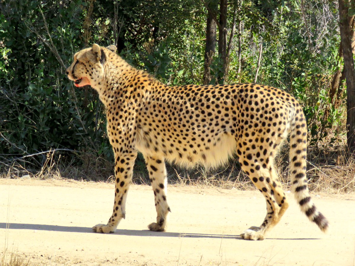 KurtSafaris's tweet photo. Follow up pics of this amazing animal @KurtSafaris @SANParksKNP @KrugerLowveld @#Wildlife #safari #KrugerPark #cheetahs #AfricanSafari https://t.co/WqFgo2wvbq