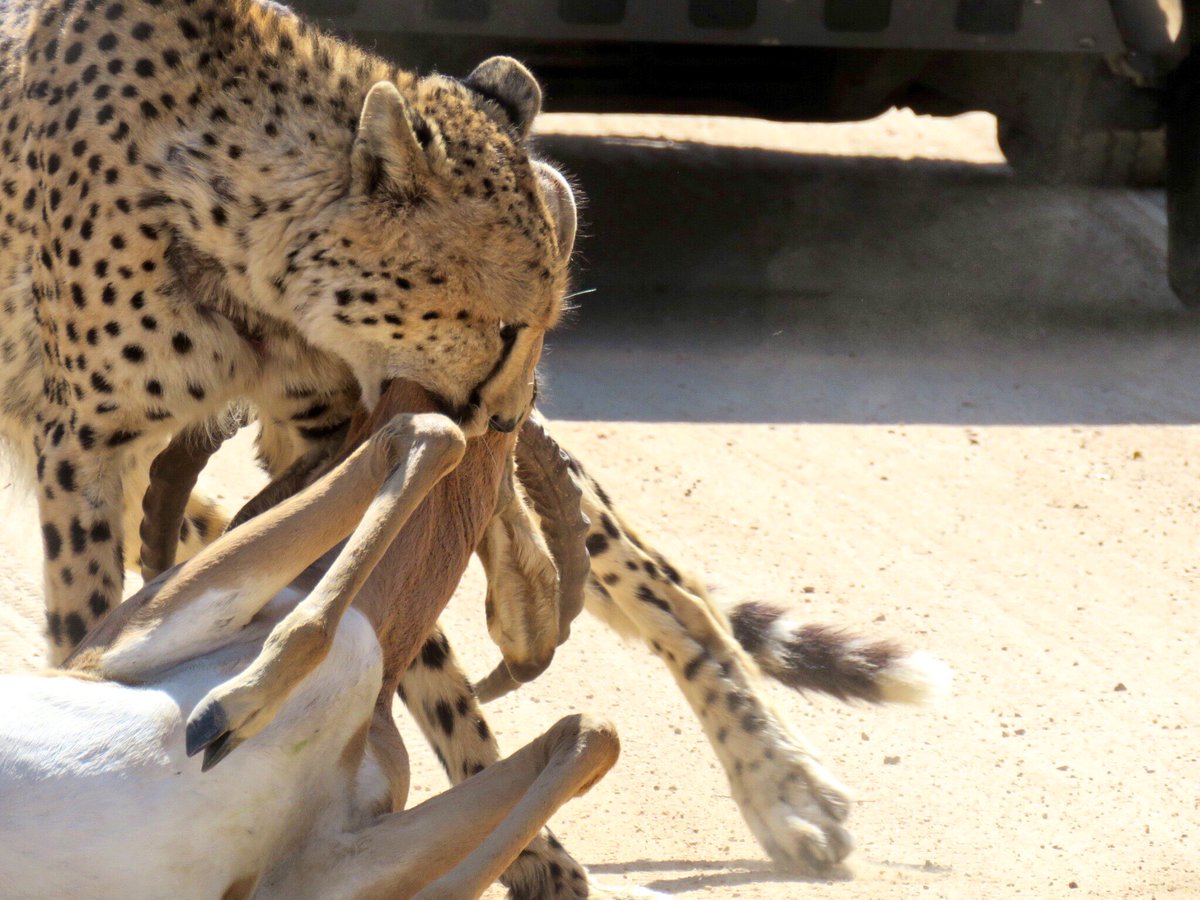 KurtSafaris's tweet photo. Follow up pics of this amazing animal @KurtSafaris @SANParksKNP @KrugerLowveld @#Wildlife #safari #KrugerPark #cheetahs #AfricanSafari https://t.co/WqFgo2wvbq