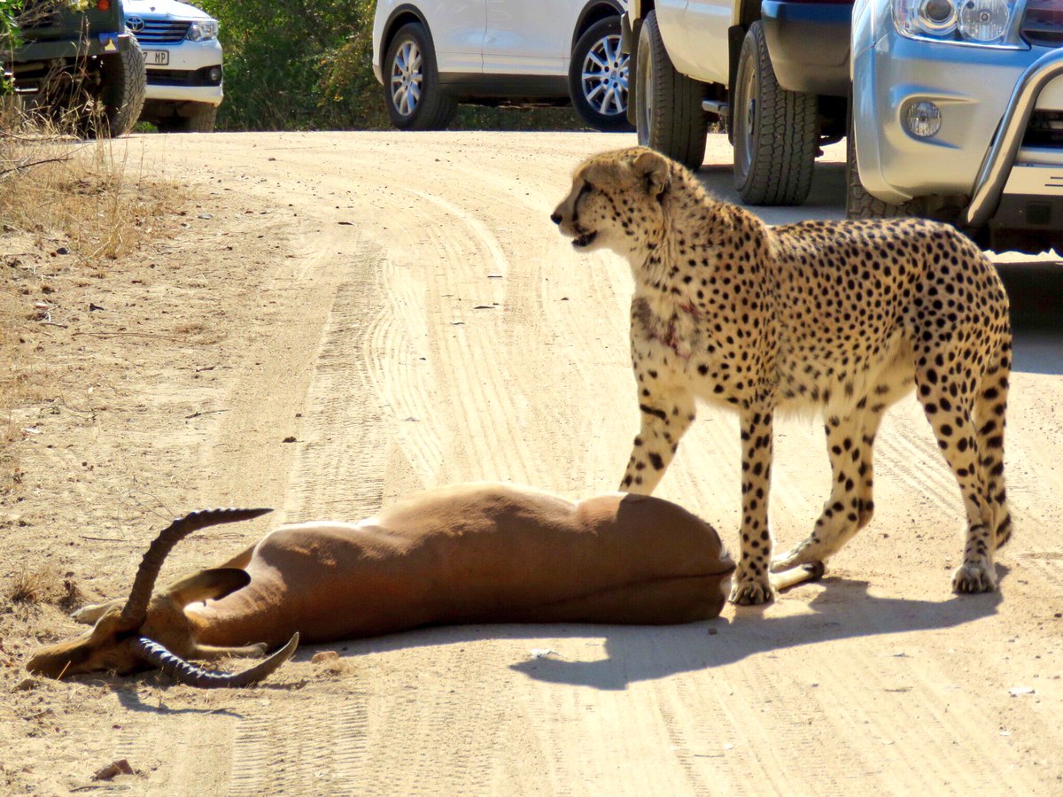 KurtSafaris's tweet photo. Follow up pics of this amazing animal @KurtSafaris @SANParksKNP @KrugerLowveld @#Wildlife #safari #KrugerPark #cheetahs #AfricanSafari https://t.co/WqFgo2wvbq