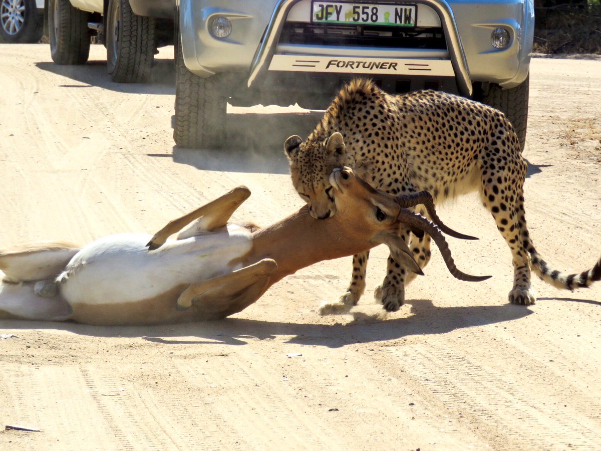KurtSafaris's tweet photo. Follow up pics of this amazing animal @KurtSafaris @SANParksKNP @KrugerLowveld @#Wildlife #safari #KrugerPark #cheetahs #AfricanSafari https://t.co/WqFgo2wvbq