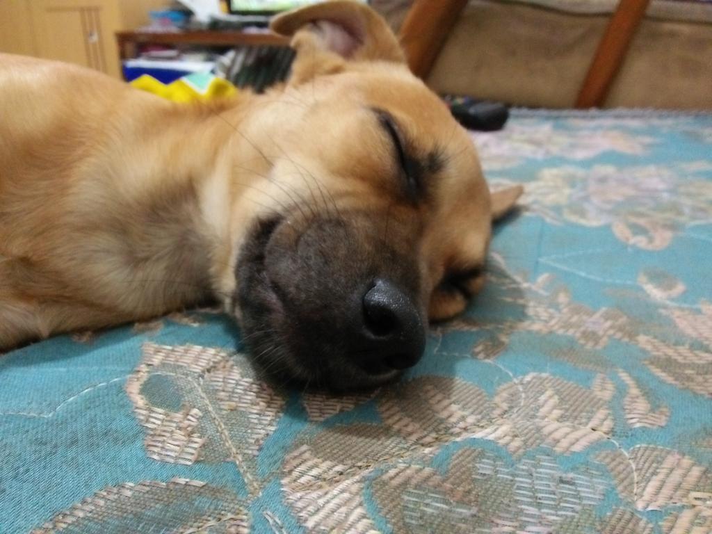 🐶🐶