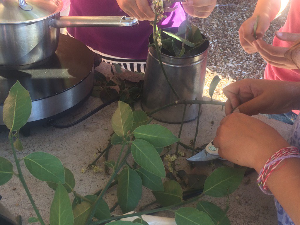 KateDaughdrill's tweet photo. Honored to get to spend the afternoon with @edibleschoolyrd students making a hydrosol. #edibleeducation = the future https://t.co/THNgt9TebL