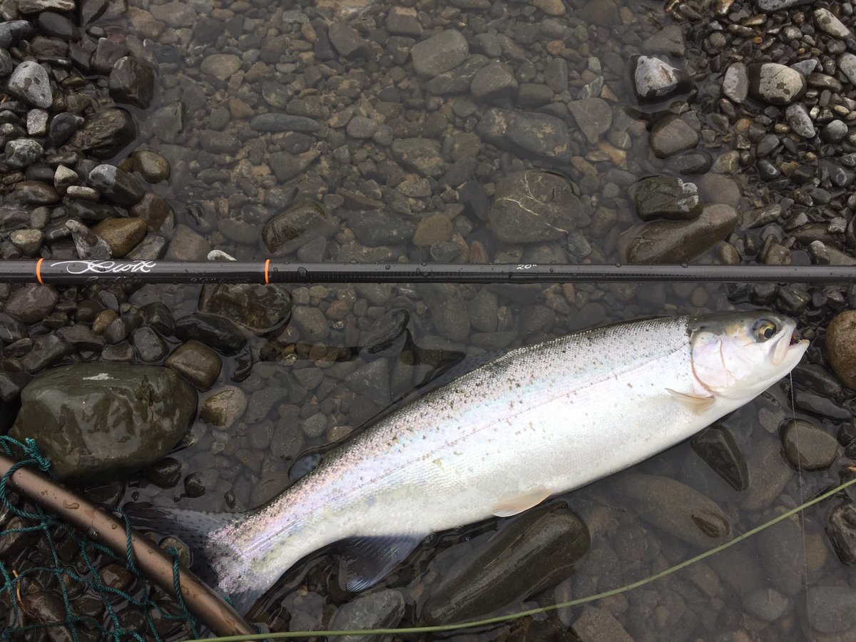 taylsnz's tweet photo. My new #Scottflyrod Radian 6wt has now lost its virginity. Fantastic rod (no #trout were harmed in the making of this photo) #flyfishing https://t.co/ARyDzc1LqK