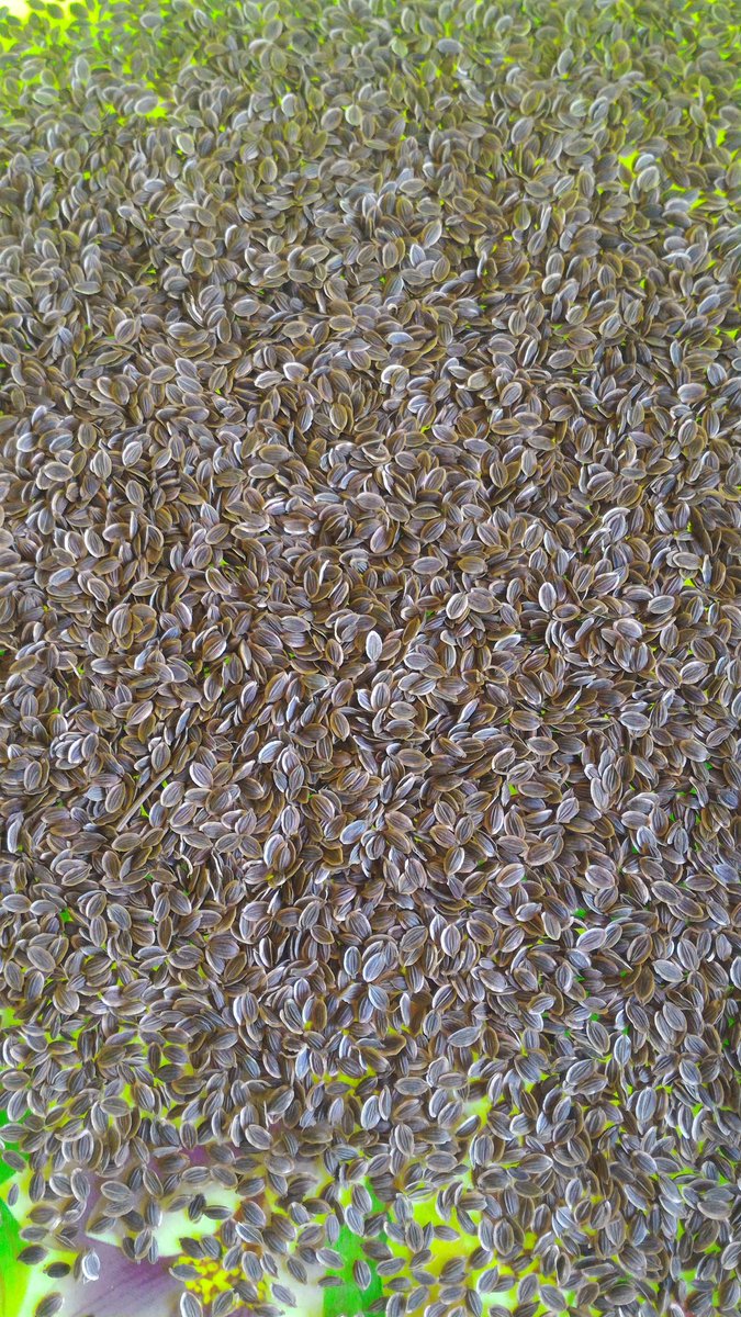 Petani_magang's tweet photo. Dill Herbs organic Seeds, Lets Support our local seeds Farmers. Only 25k
#IdepFoundation #StopGMO #AgainstMonsanto #Bali #Indonesia https://t.co/9MTRffuVlV