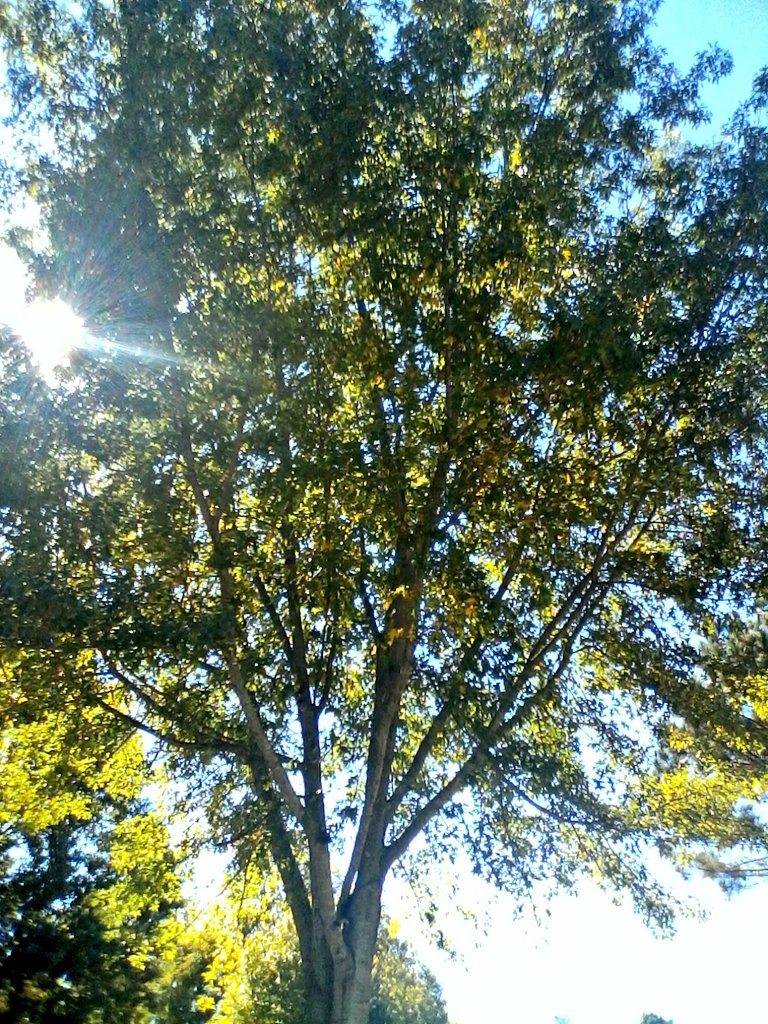 GlobalDoves's tweet image. Let the Sunshine In!