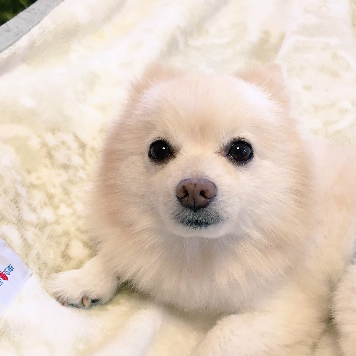 pinaco_chan's tweet photo. KNHK♪(こんにちはだこ♪)
ぼく、PNKだこ♪(ぼく、ぴなこだこ♪)

#dai語 #PPAP #ぴなこ語 #dog #wanko #ポメラニアン https://t.co/RiLr4m1ber
