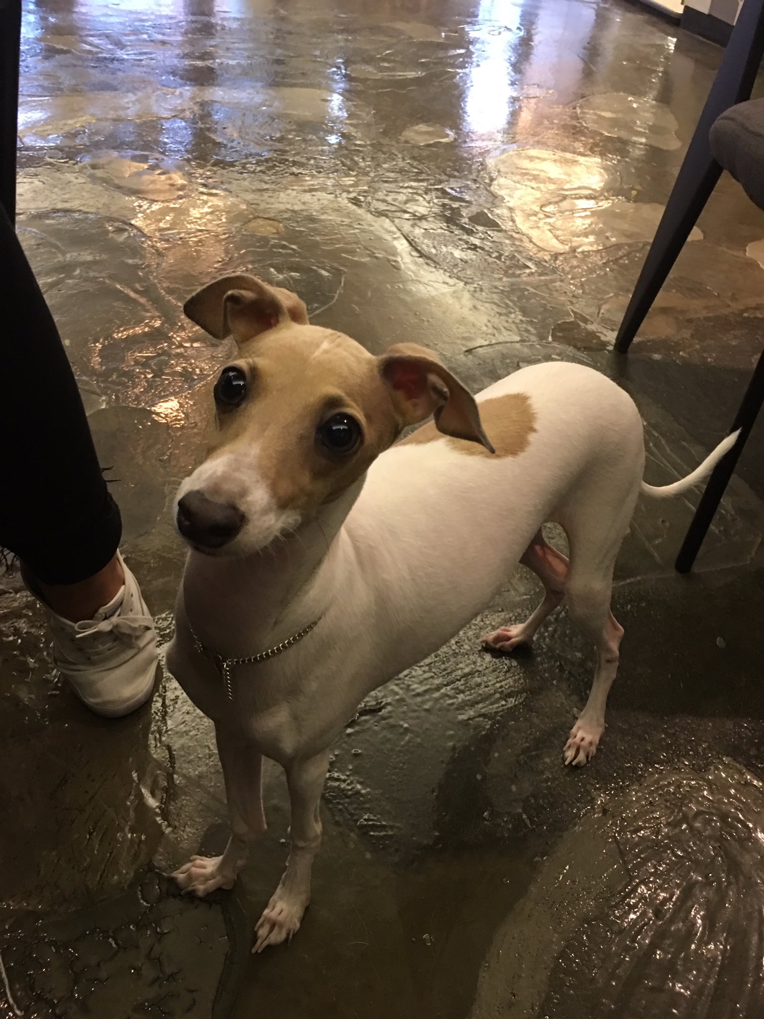 c’mon c’mon im not afraid, you know! on Twitter: "I went to the dog