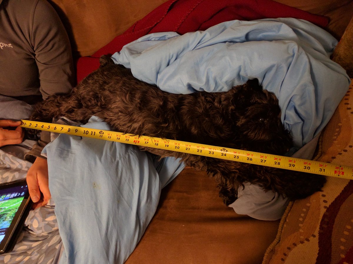 thebearded_lady's tweet photo. Made it to 32 inches!! #miniature2giant https://t.co/QWvIcz87It
