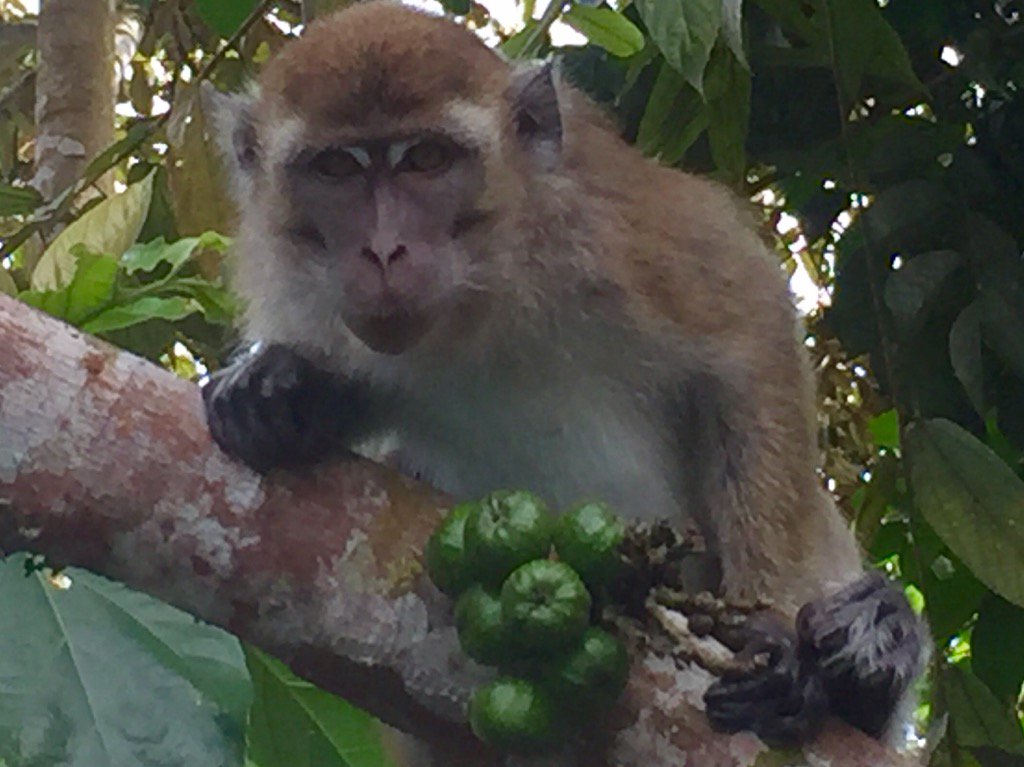 densullivan's tweet photo. Monkey Business! We named this chap 'Oreo' as he tried to steal Jack Sullivan's (4) Oreo Cookies! #SullivanAdventure https://t.co/xKe3AZBG8p