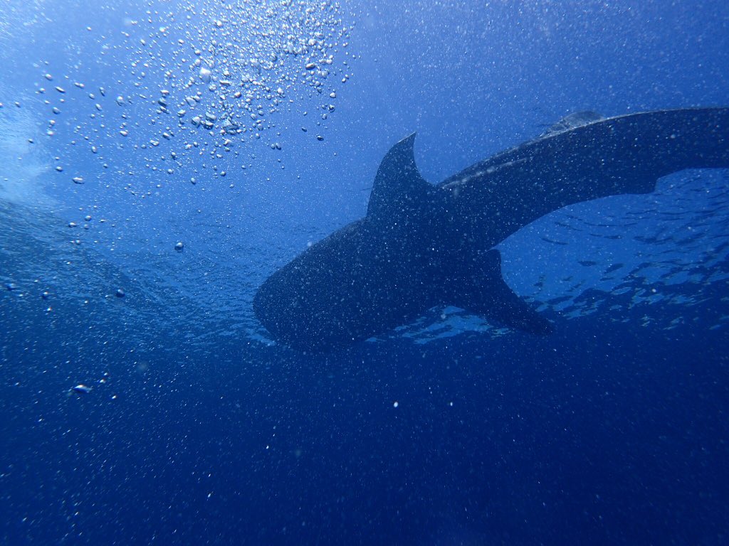 RalfJockel's tweet photo. Pintuyan Dive Resort https://t.co/uny6Gbd3UT