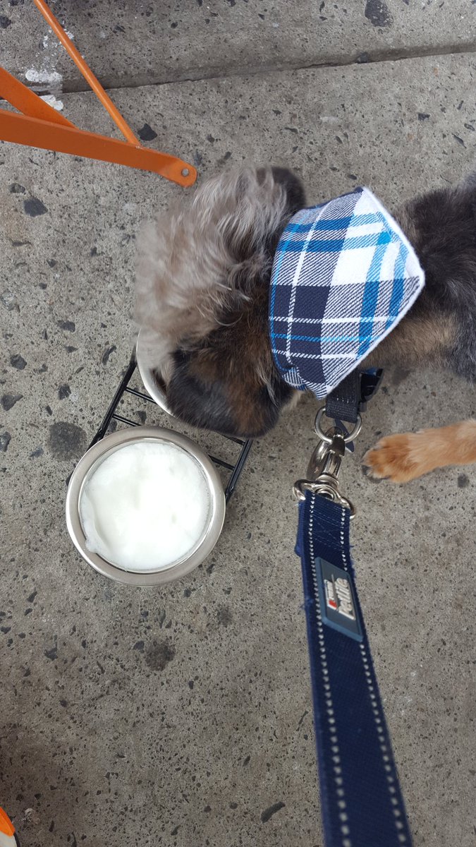 CharlieMaxiJ's tweet photo. Birthday puppachinos https://t.co/kfPyBA6zFA