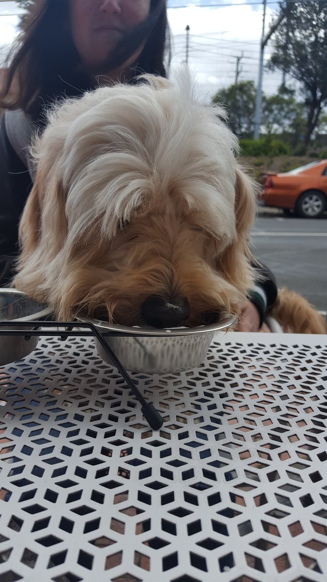 CharlieMaxiJ's tweet photo. Birthday puppachinos https://t.co/kfPyBA6zFA