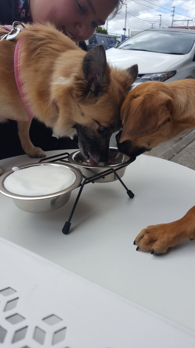 CharlieMaxiJ's tweet photo. Birthday puppachinos https://t.co/kfPyBA6zFA