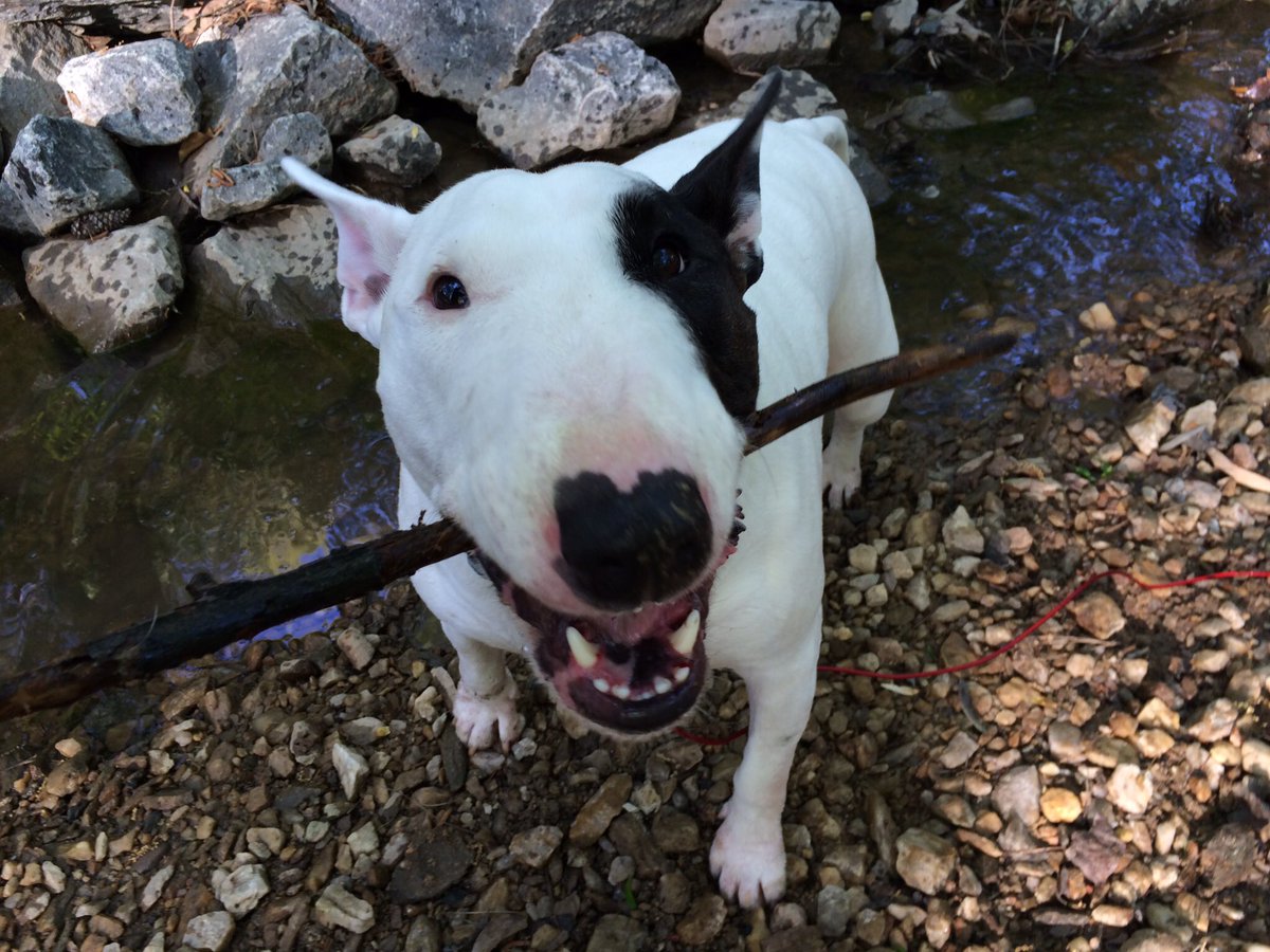 FrenierFrogs's tweet photo. I'm voting for #Raleigh to receive a #BenefulDogPark makeover. Cast your vote! 22556 https://t.co/2M197mFluj https://t.co/oY2LBwgKQA