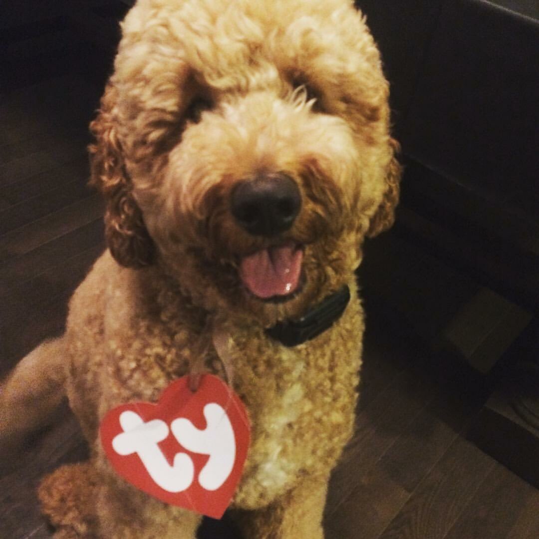 JoannAriola32's tweet photo. @AmyFreeze7 feel better soon! #Lennon #labradoodle #kicktheboot #BigDogSunday https://t.co/QCNczpm9cF