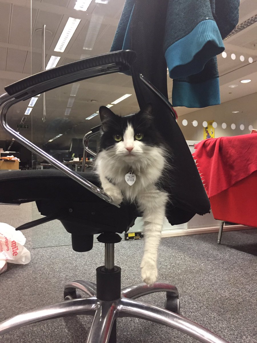 blob8108's tweet photo. @kcodeuk SERIOUS CAT #c4tk_cat https://t.co/HFh8WCoZIs