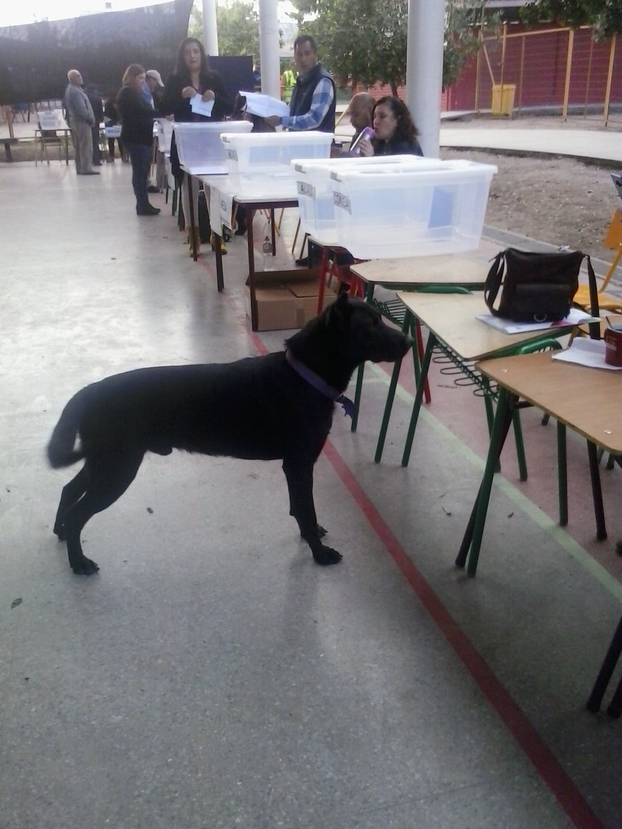 aahumadad's tweet photo. RT @carolmarcesm: El Cachupin ya llegó a votar.. Y tú??? #YoSiVoto #VotoCNN #Municipales2016 https://t.co/Wh9ZGmzaLo