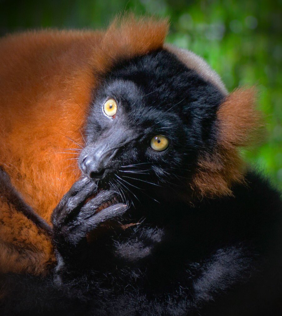 Only Here (@loveonlyhere) on Twitter photo Day 232 of my #photochallenge 'Here's looking at you kid' lovely day out at Shaldon Zoo <a href="/ShaldonZoo/">ShaldonWildlifeTrust</a> Day 232 of my #photochallenge 'Here's looking at you kid' lovely day out at Shaldon Zoo <a href="/ShaldonZoo/">ShaldonWildlifeTrust</a>