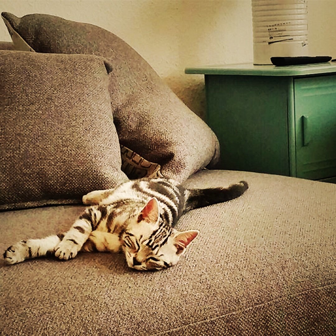 DFS's tweet photo. #Sunday is definitely the day of rest for this cutie! π» How do your #dfsPets behave on a Sunday? #dfsPets #mydfs :https://t.co/EMgFfyPI6t https://t.co/8RS2CSBNuT